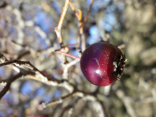 Crataegus ambigua (Doubtful hawthorn) — photo