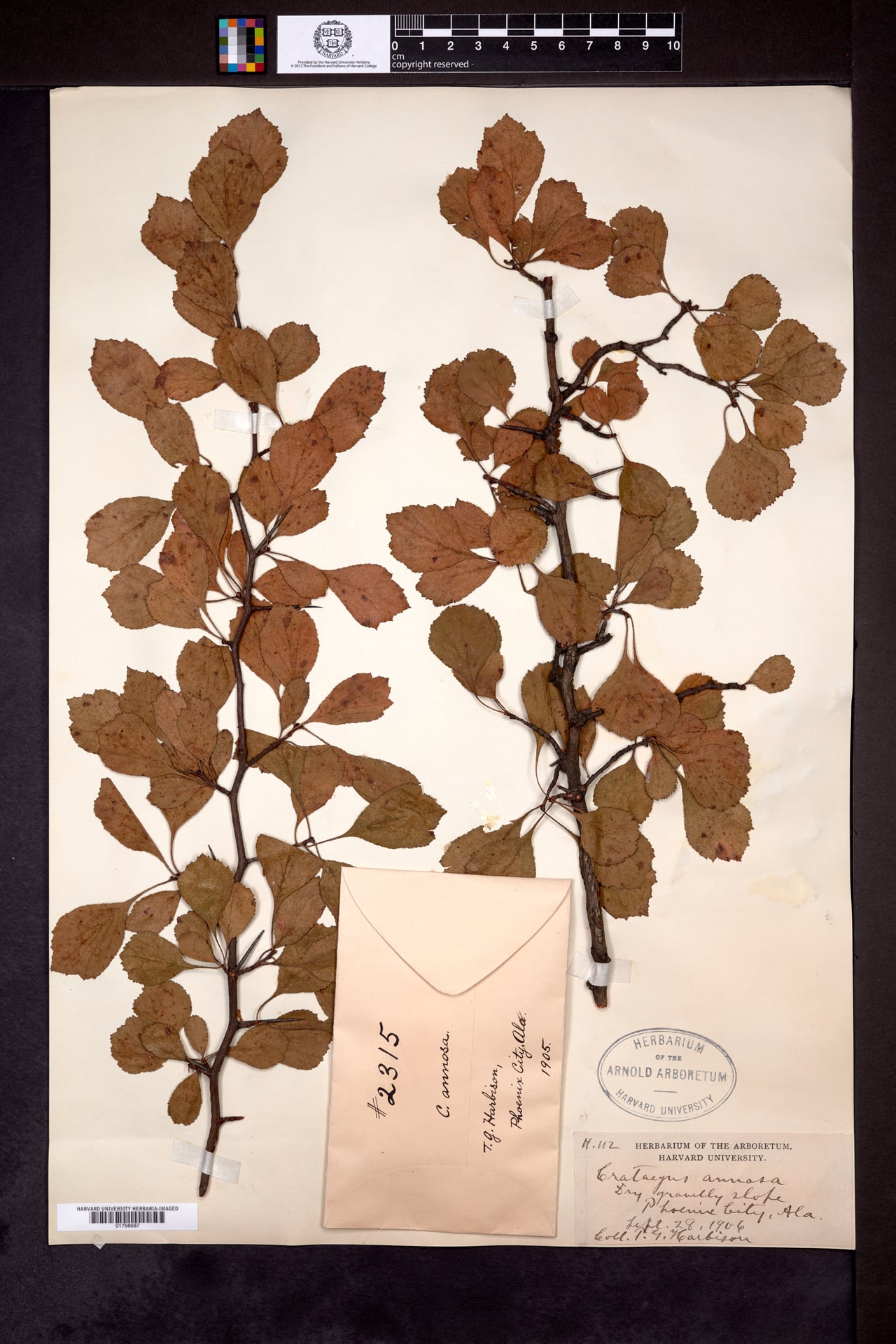 Crataegus annosa — photo