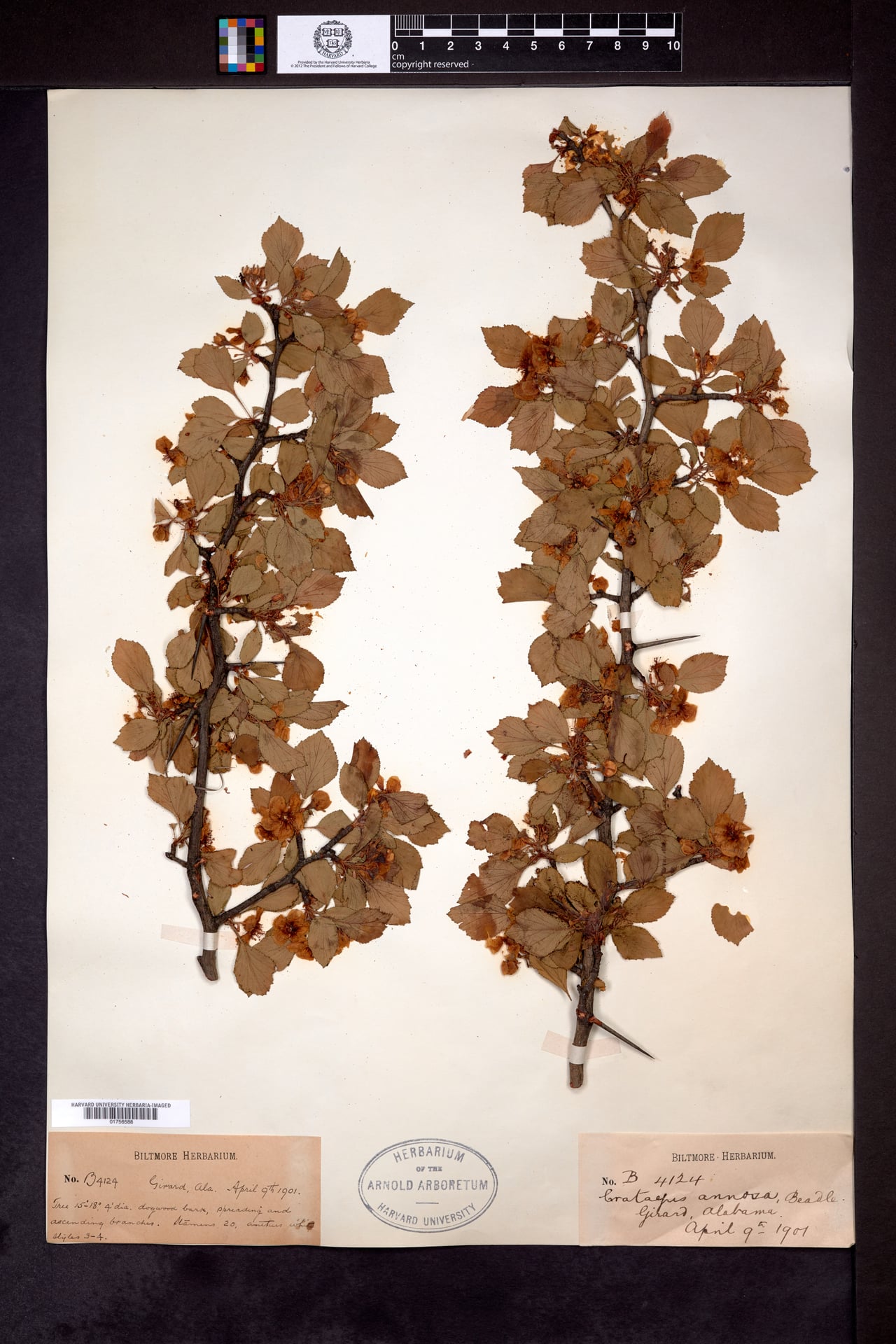 Crataegus annosa — photo