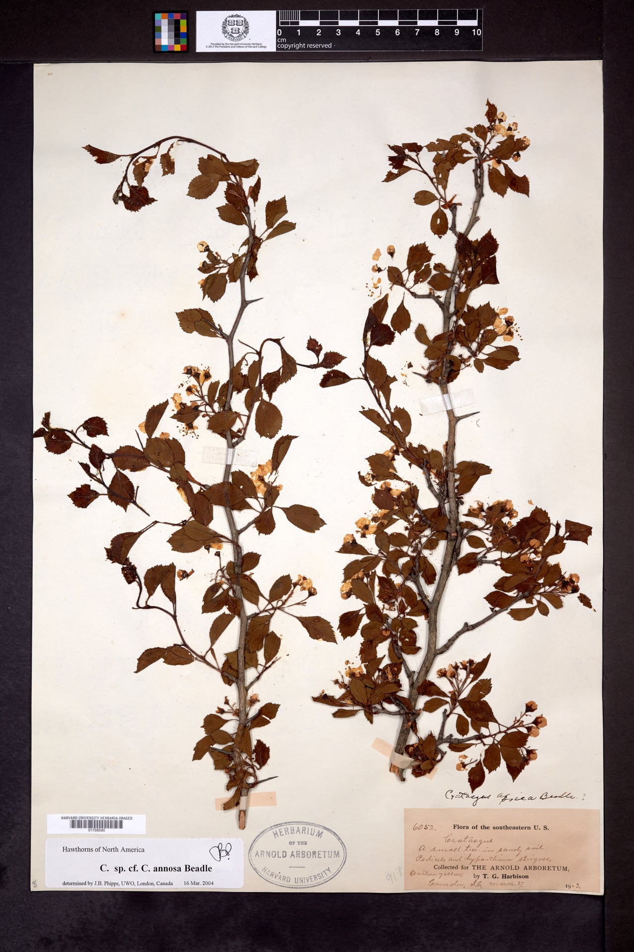 Crataegus annosa