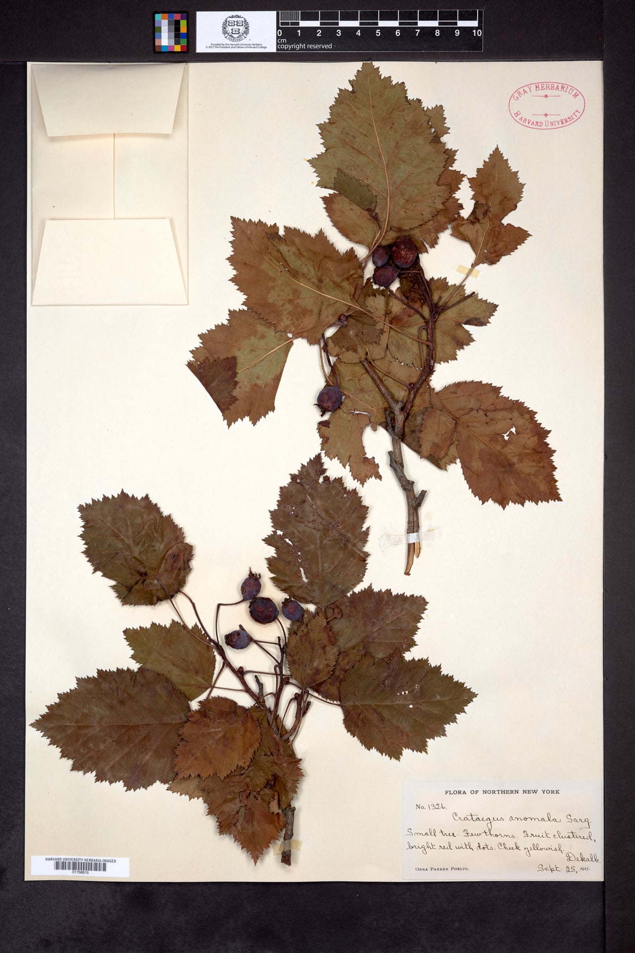 Crataegus anomala — photo