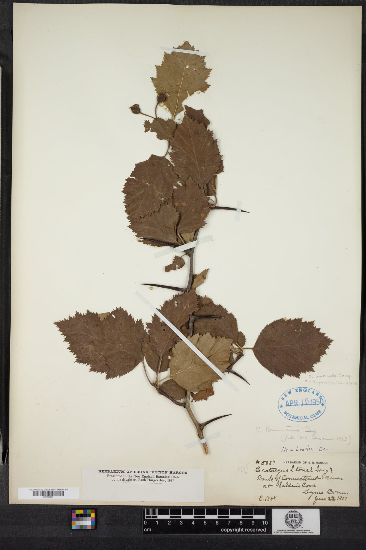 Crataegus anomala — photo