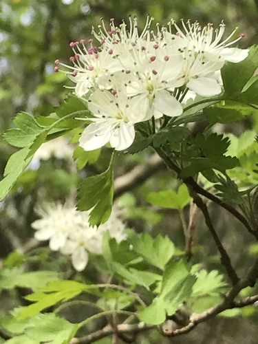 Crataegus apiifolia (Parsley-leaved hawthorn) — photo