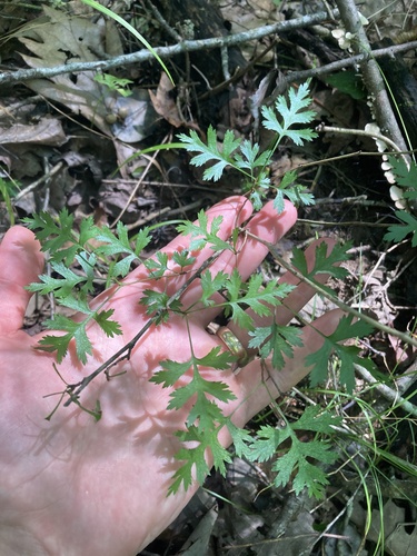 Crataegus apiifolia