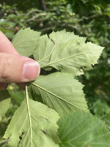 Crataegus aprica — photo