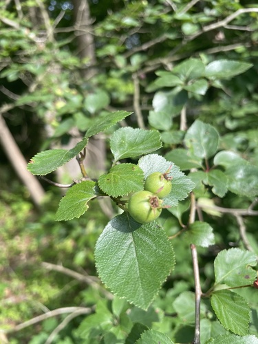Crataegus aprica