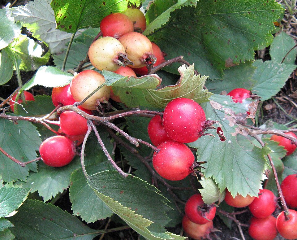 Crataegus arnoldiana (Anomalous Hawthorn) — photo