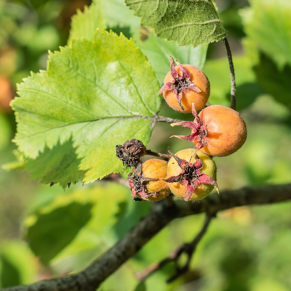 Crataegus arnoldiana