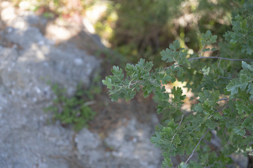 Crataegus aronia (Eastern hawthorns) — photo