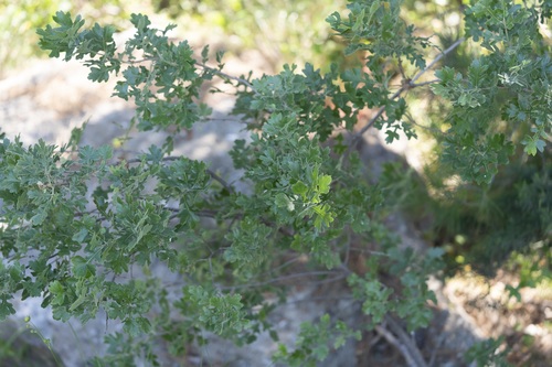 Crataegus aronia (Eastern hawthorns) — photo