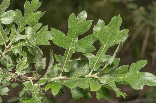 Crataegus aronia