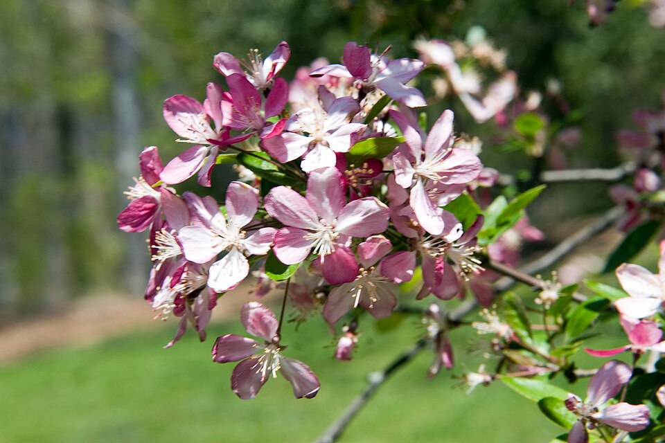 Crataegus atrosanguinea (Azarole) — photo
