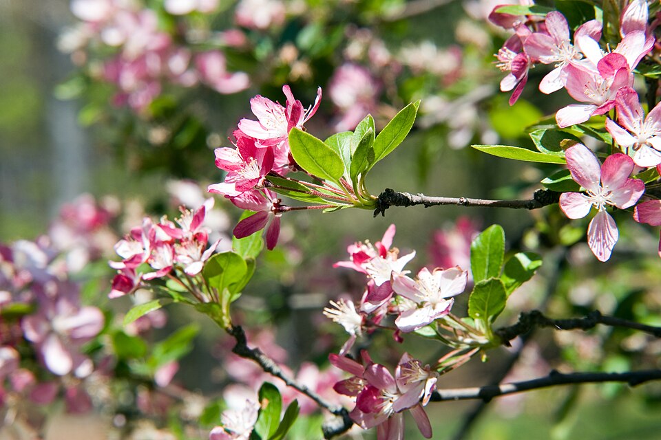 Crataegus atrosanguinea