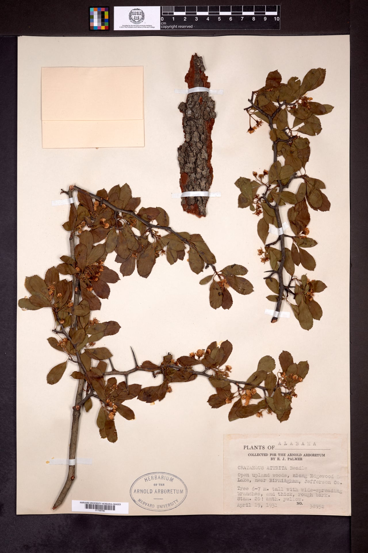 Crataegus attrita — photo