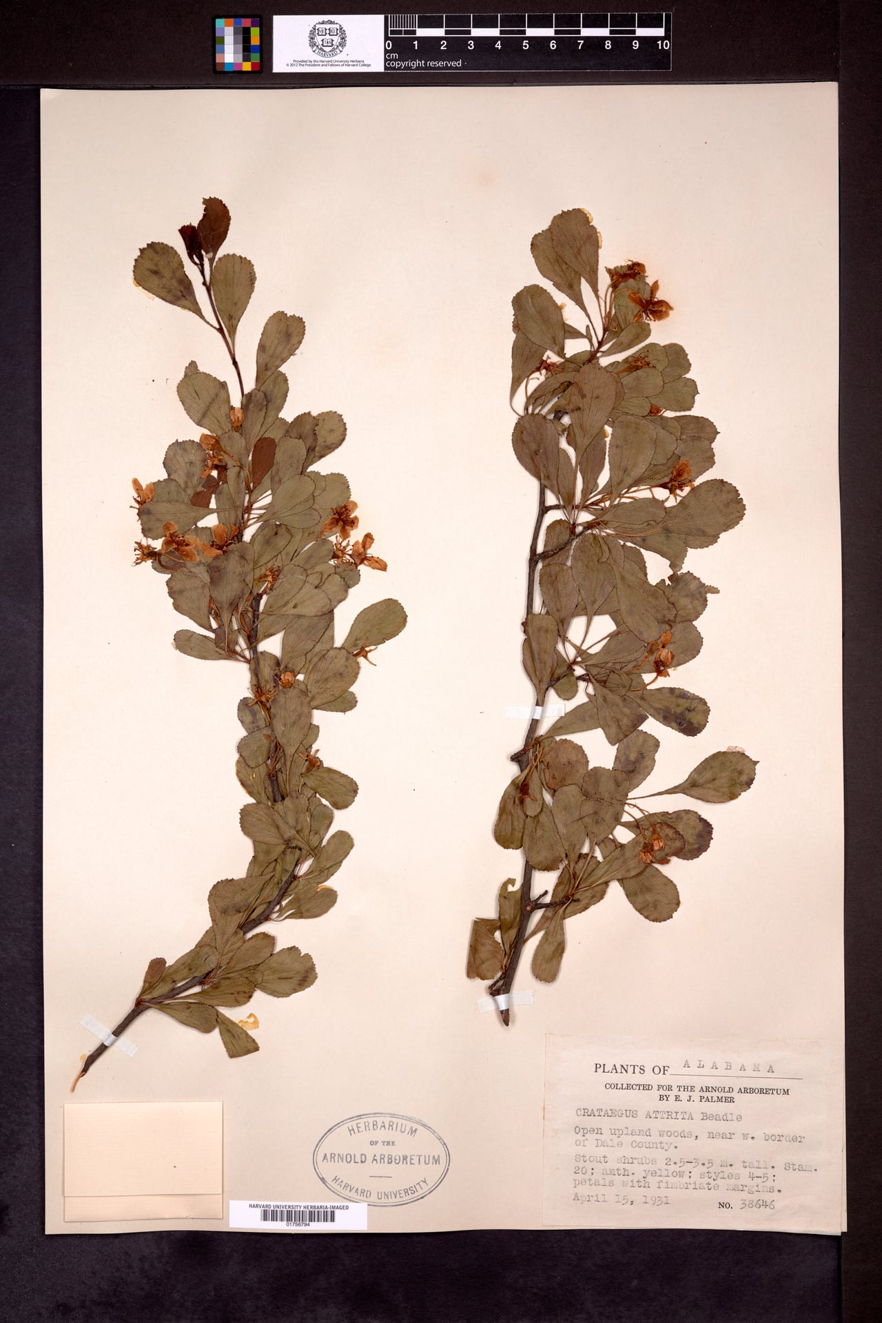 Crataegus attrita — photo