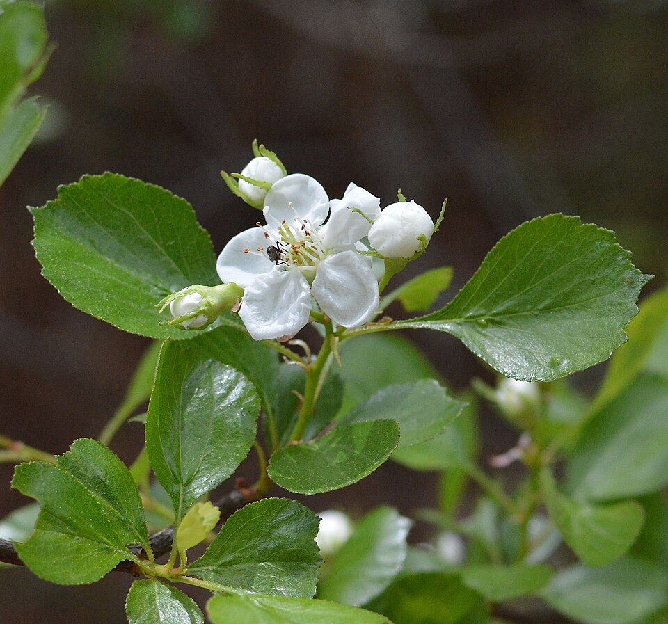 Crataegus attrita
