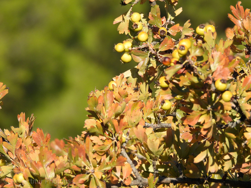 Crataegus azarolus (Mediterranean medlar) — photo