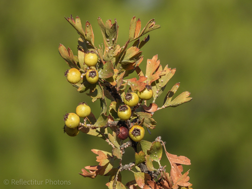 Crataegus azarolus (Mediterranean medlar) — photo