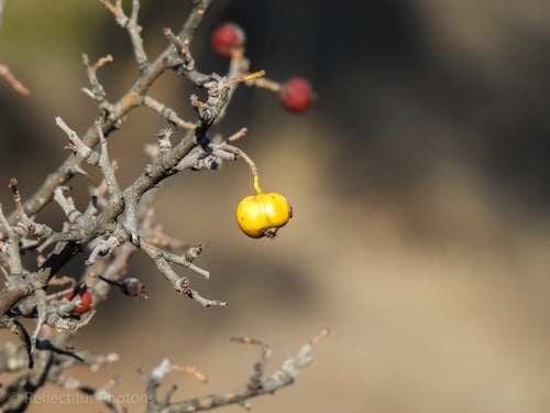 Crataegus azarolus