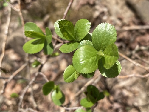 Crataegus berberifolia — photo