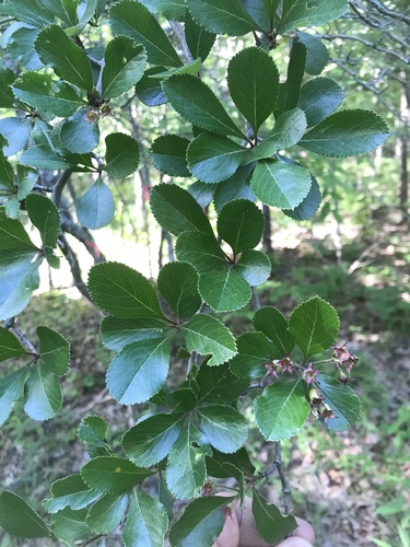 Crataegus berberifolia