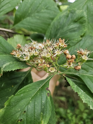 Crataegus calpodendron (Pear hawthorn) — photo