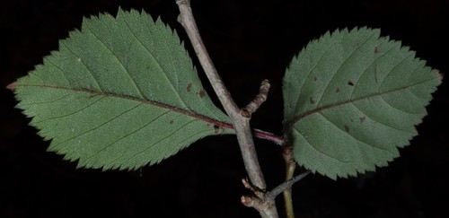 Crataegus calpodendron (Pear hawthorn) — photo