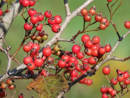 Crataegus calpodendron