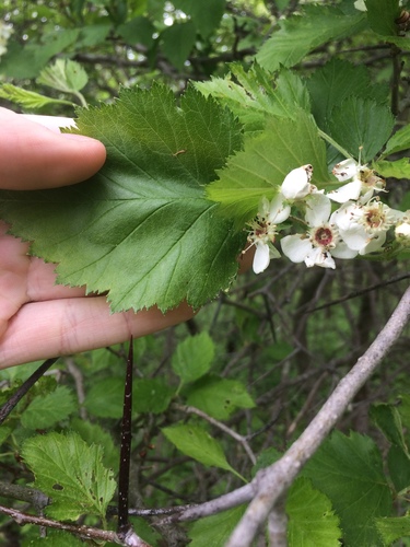 Crataegus canadensis (Canadian Hawthorn) — photo