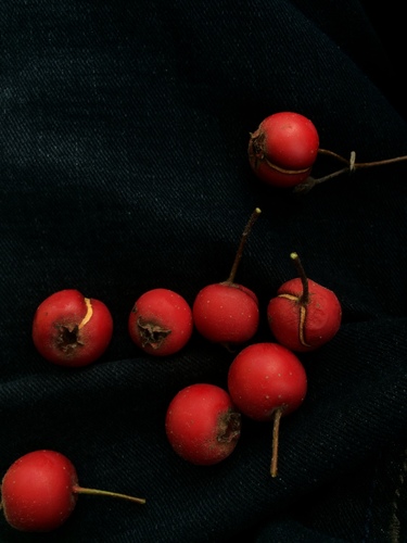 Crataegus canadensis (Canadian Hawthorn) — photo