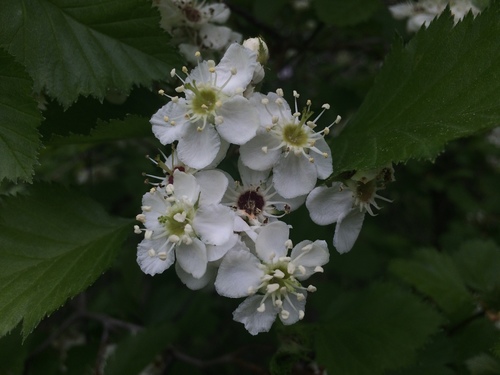 Crataegus canadensis