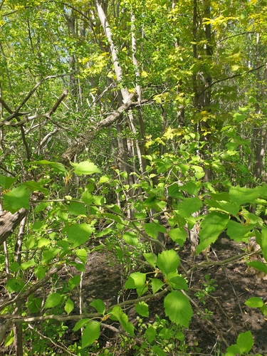 Crataegus champlainensis (Quebec Hawthorn) — photo