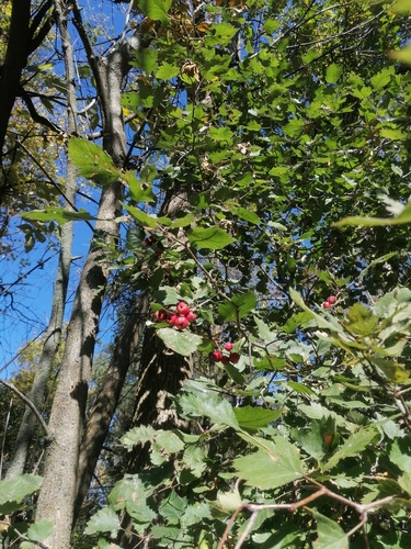 Crataegus champlainensis (Quebec Hawthorn) — photo