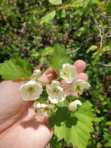 Crataegus champlainensis