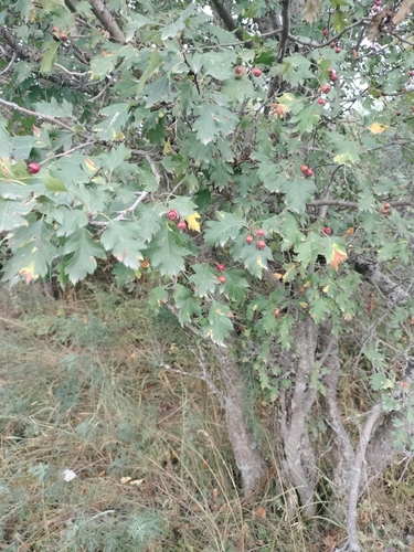 Crataegus chlorocarpa (Altai hawthorn) — photo