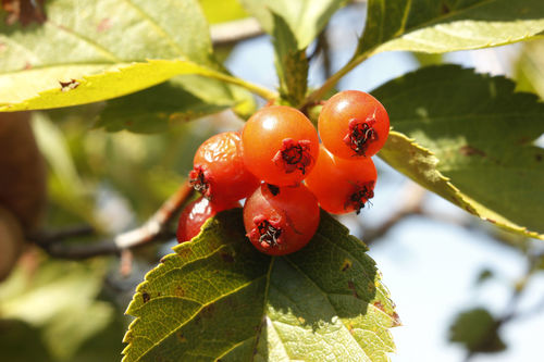 Crataegus chlorocarpa