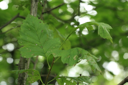Crataegus chlorosarca — photo