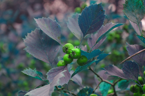 Crataegus chrysocarpa (Fireberry hawthorn) — photo
