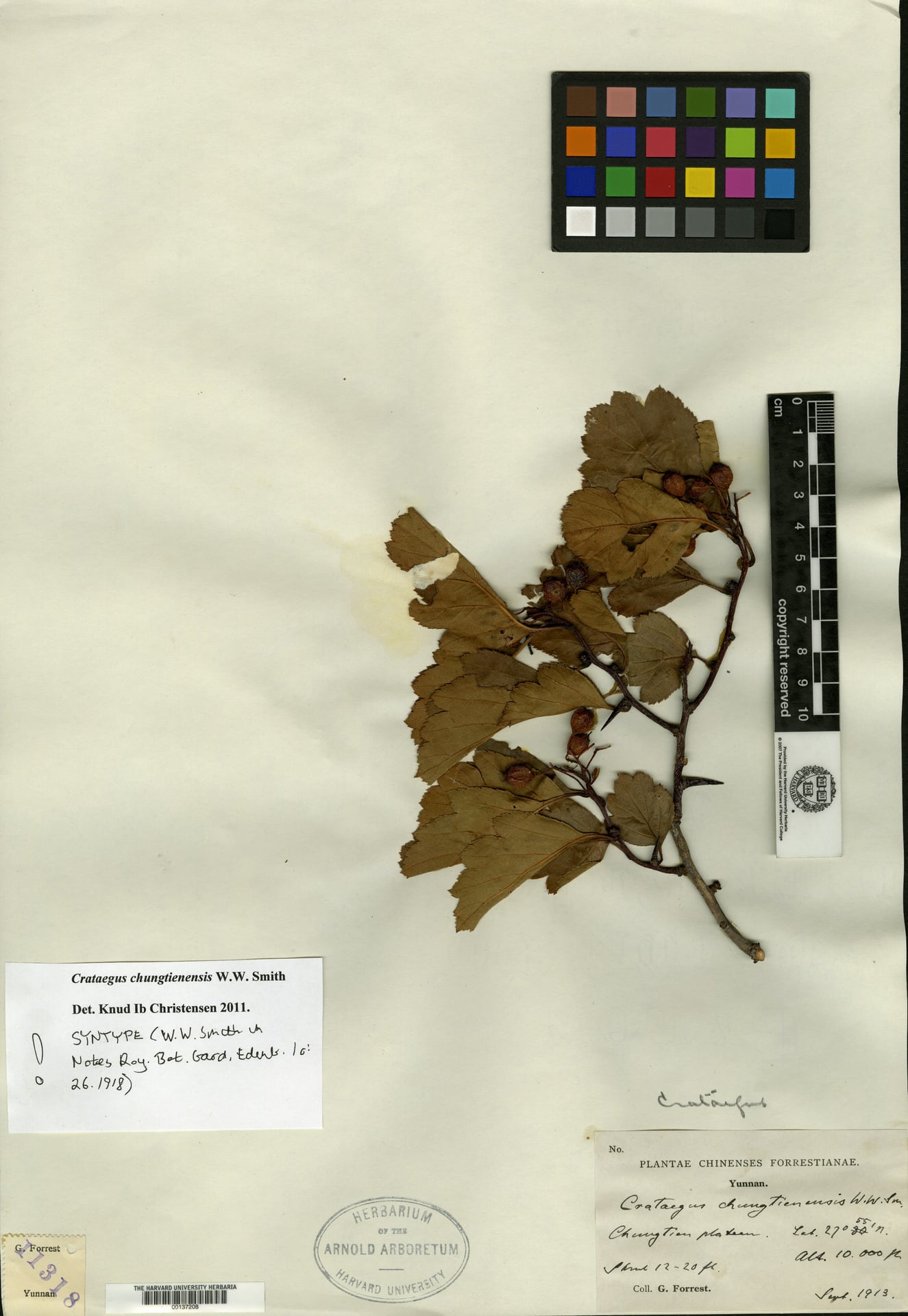 Crataegus chungtienensis