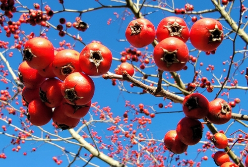 Crataegus coccinea (Kansas hawthorn) — photo