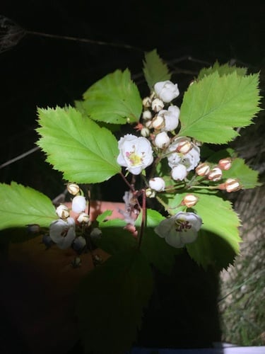 Crataegus coccinea