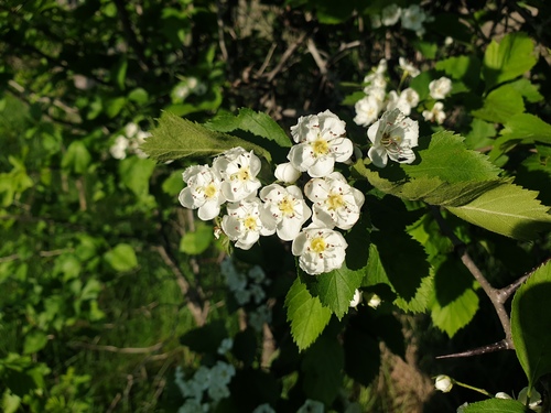 Crataegus coccinea (Kansas hawthorn) — photo
