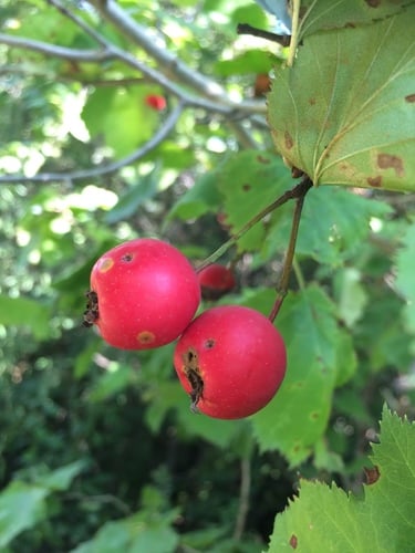 Crataegus coccinioides (Columbian hawthorn) — photo