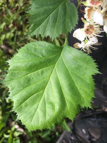 Crataegus coccinioides (Columbian hawthorn) — photo