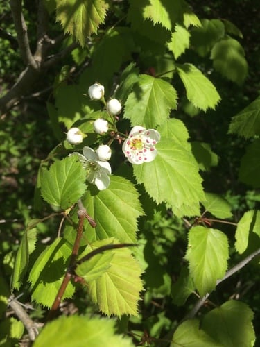 Crataegus coccinioides