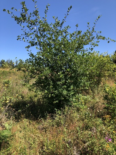 Crataegus columbiana
