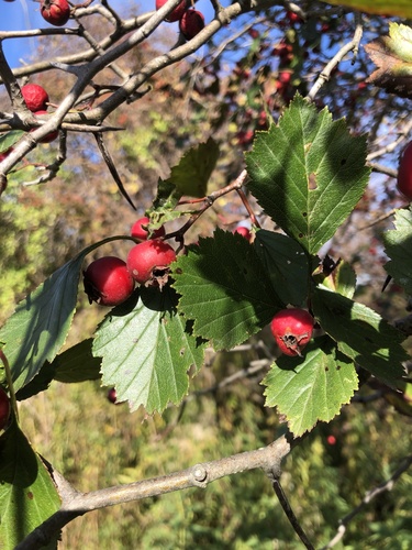 Crataegus columbiana (Columbia Hawthorn) — photo