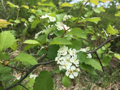 Crataegus columbiana (Columbia Hawthorn) — photo