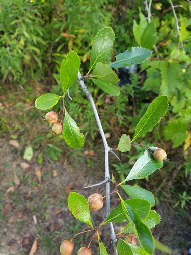Crataegus crus-galli (Cockspur hawthorn) — photo