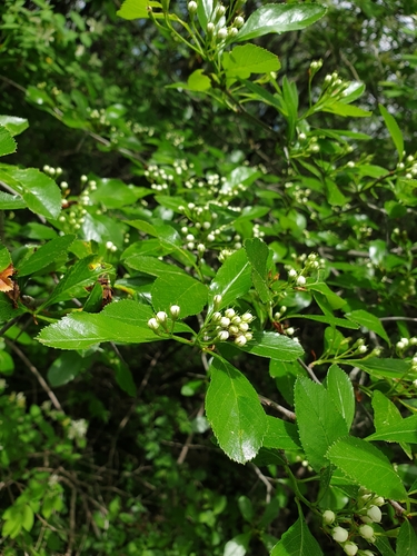Crataegus crus-galli (Cockspur hawthorn) — photo